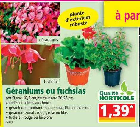 géraniums ou fuchsias