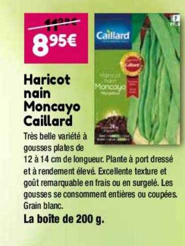 haricot nain moncayo caillard