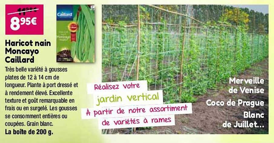 Haricot Nain Moncayo Caillard