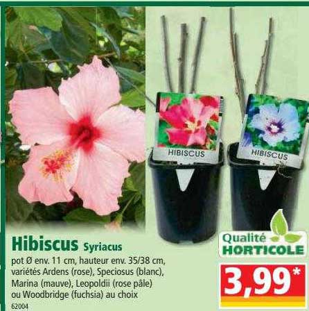 Hibiscus Syriacus