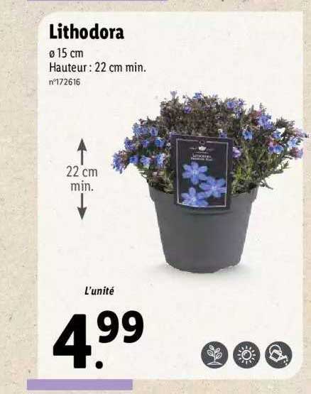 Lithodora