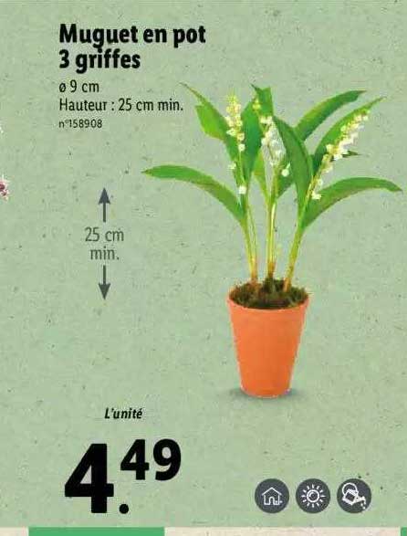 muguet en pot 3 griffes