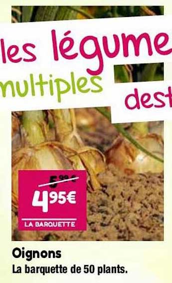 Oignons