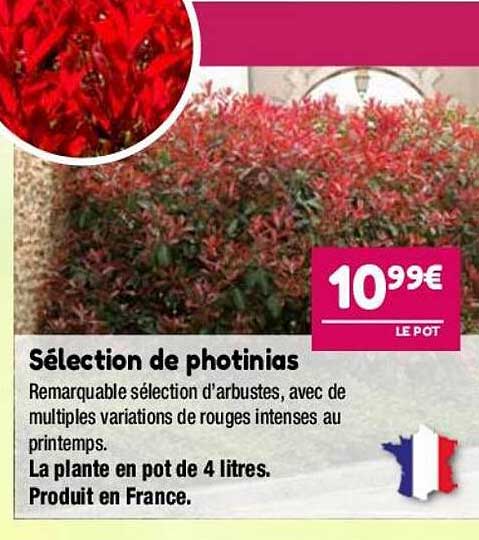 Photinias