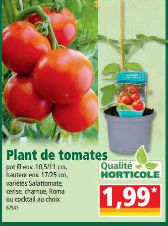 plant de tomates