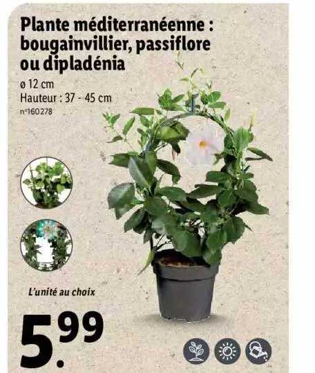 plante méditerranéenne : bougainvillier, passiflore ou dipladénia