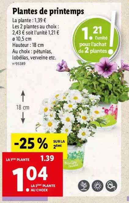 Plantes De Printemps
