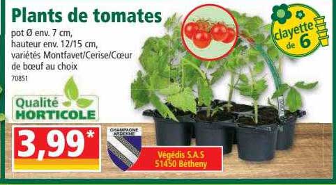 plants de tomates