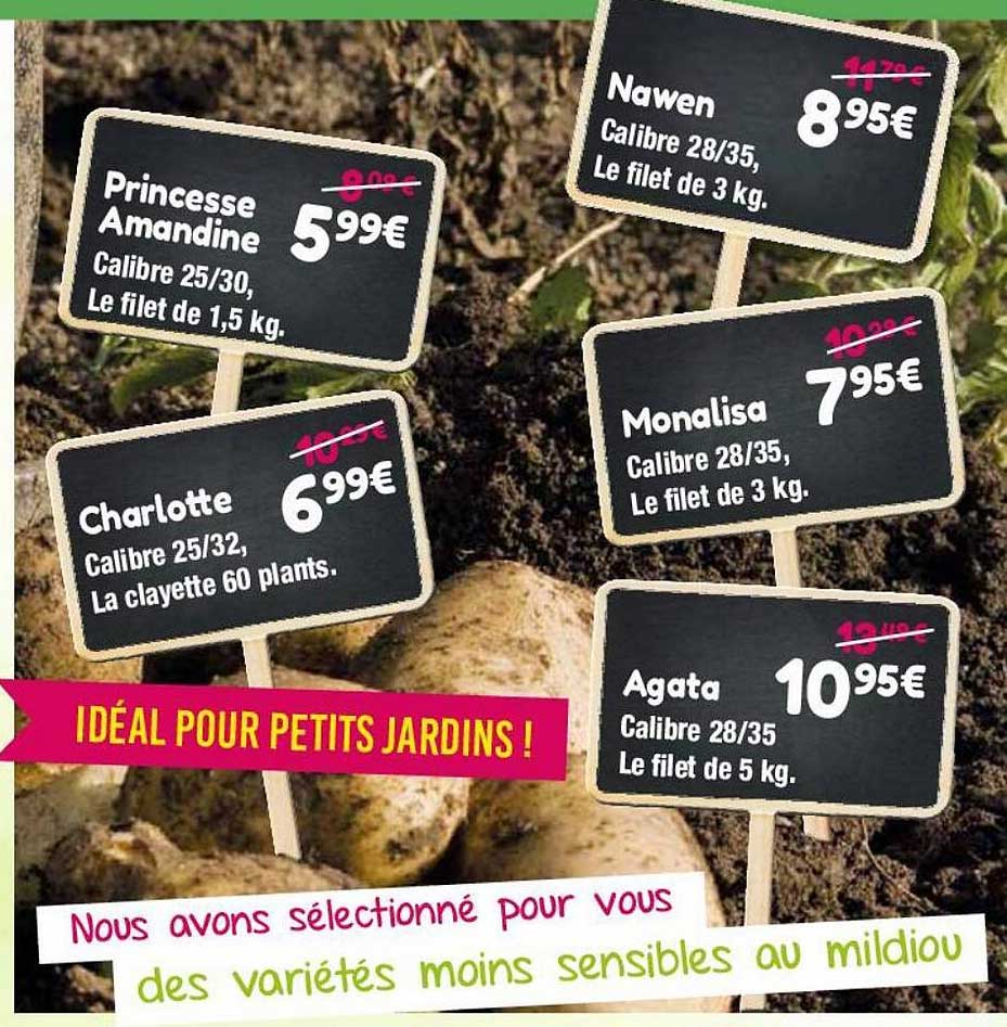 princesse amandine, nawen, charlotte, monalisa, agata