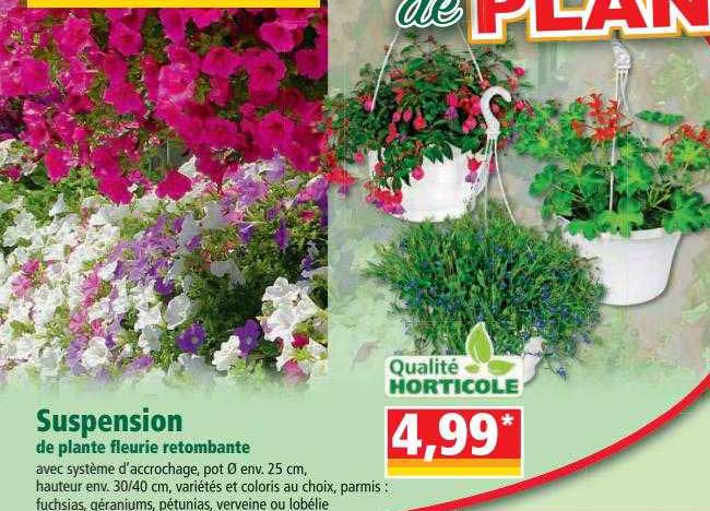 Suspension De Plante Fleurie Retombante