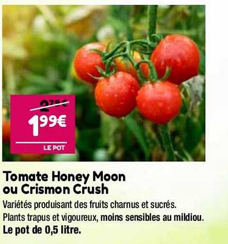 tomate honey moon ou crismon crush