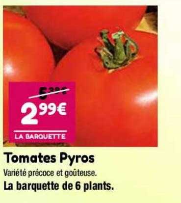 tomates pyros