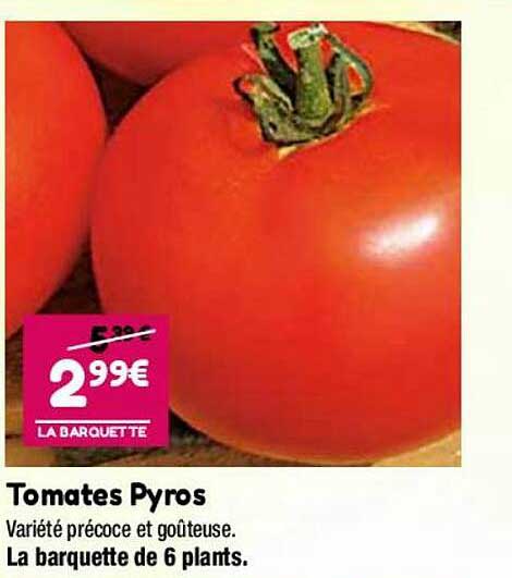 tomates pyros