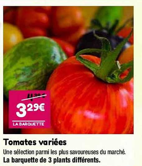 tomates variées