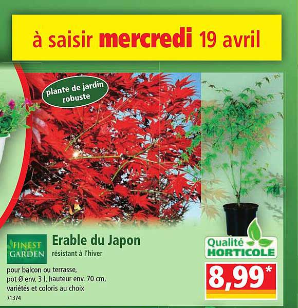 érable du japon résistant à l'hiver finest garden
