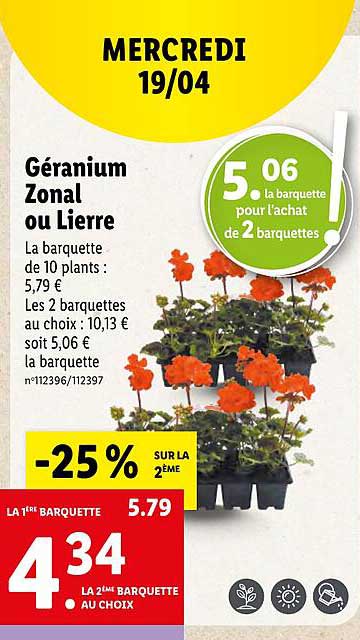 géranium zonal ou lierre