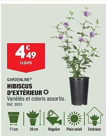 hibiscus d'extérieur gardenline