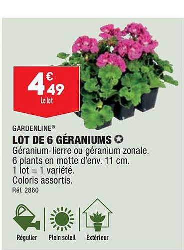 lot de 6 géraniums gardenline