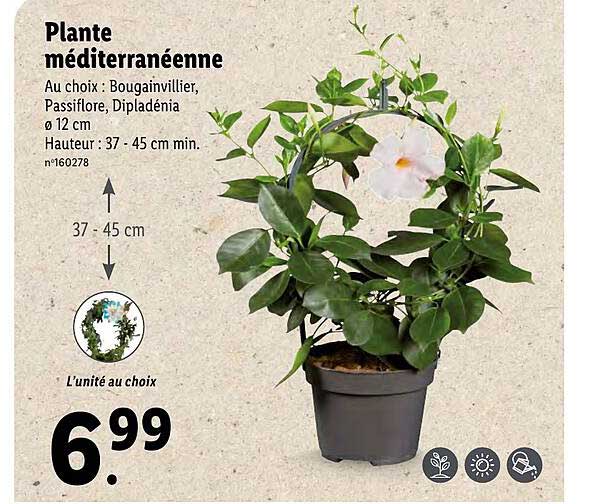 Plante Méditerranéenne