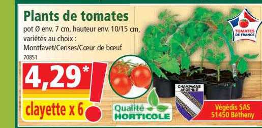 plants de tomates