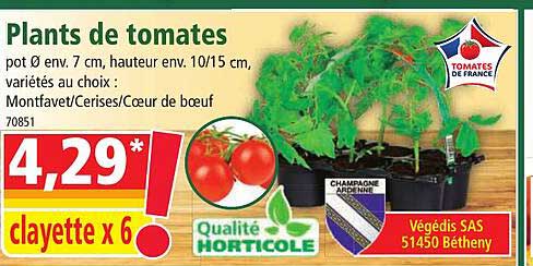 plants de tomates