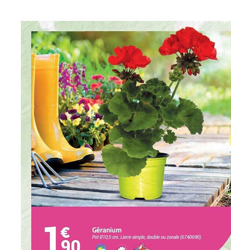 Géranium