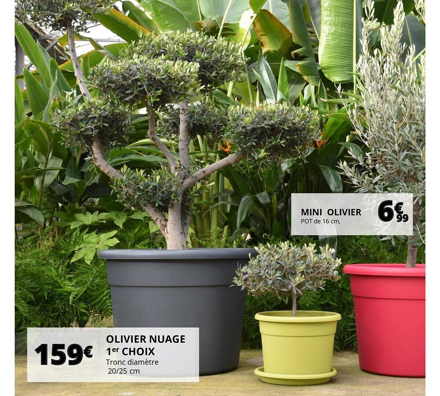 mini olivier, olivier nuage 1er choix