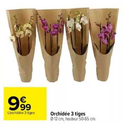 Orchidée 3 Tiges