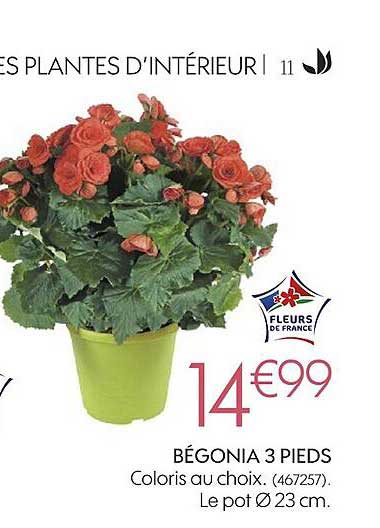 bégonia 3 pieds coloris ou choix