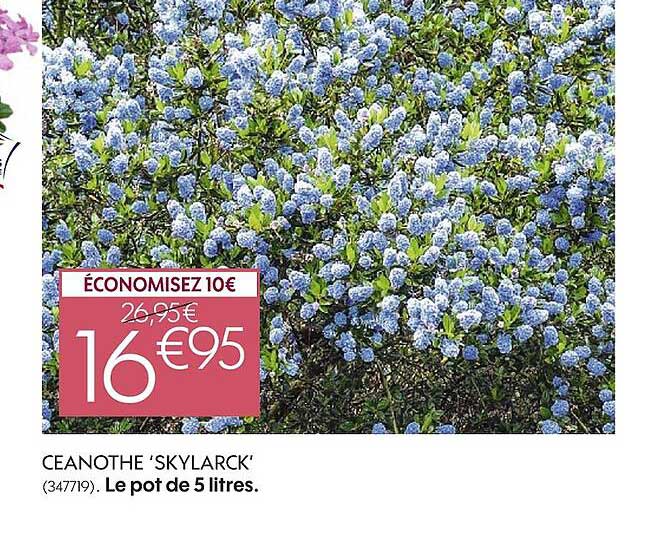 ceanothe 'skylarck' le pot de 5 litres