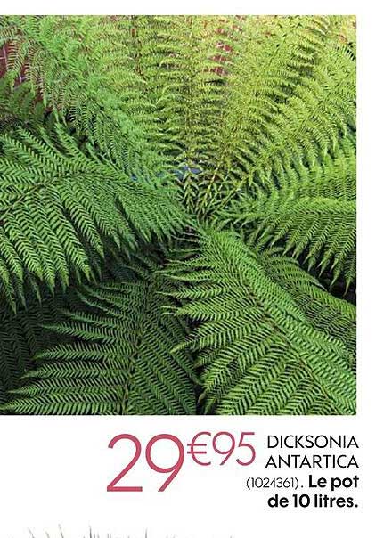 Dicksonia Antartica Le Pot De 10