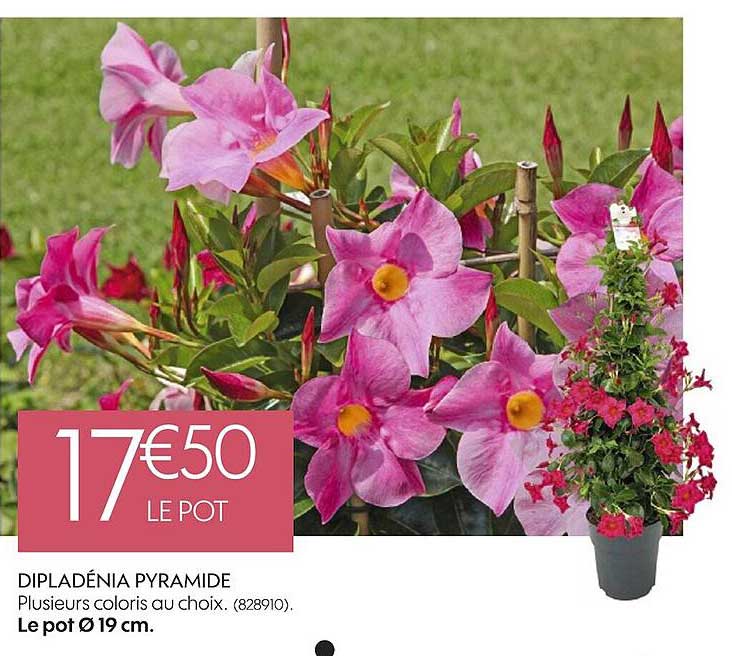 dipladénia pyramide plusieurs coloris au choix le pot ø 19 cm