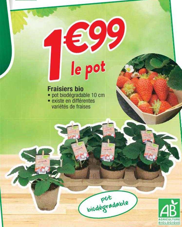 Fraisiers Bio