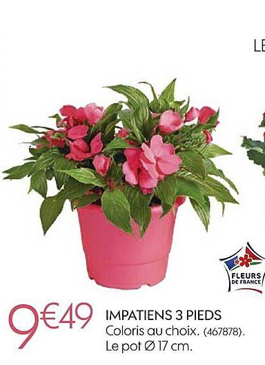 impatiens 3 pieds coloris ou choix