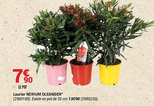 laurier nerium oleander