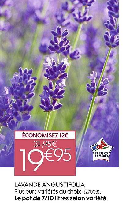 lavande ausugtifolia le pot de 7-10 litres selon variéte