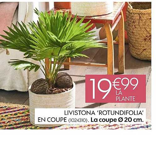 Livistona 'rotundifolia' En Coupe La Coupe ø  20 Cm