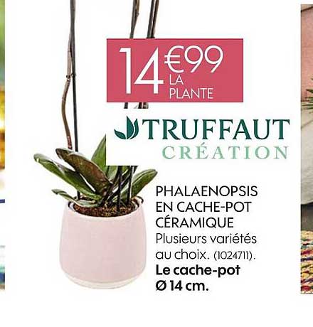 phalaenopsis en cache-pot céramique le cache-pot ø 14 cm