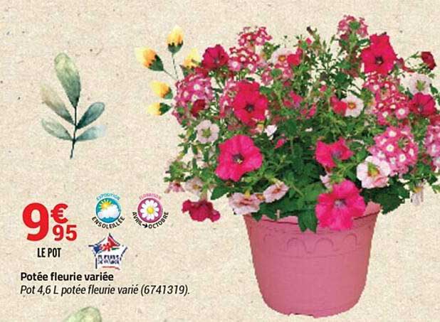 potée fleurie variée