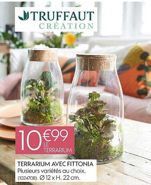 terrarium avec fittonia plusieurs variétés au choix ø 12 x h. 22cm