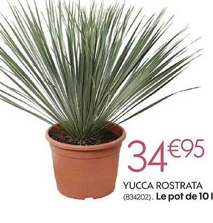 yucca rostrata le pot de 10 litre