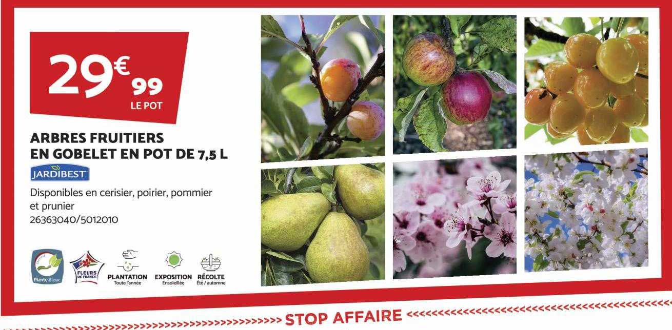 arbres fruitiers en gobelet en pot de 7,5l jardibest