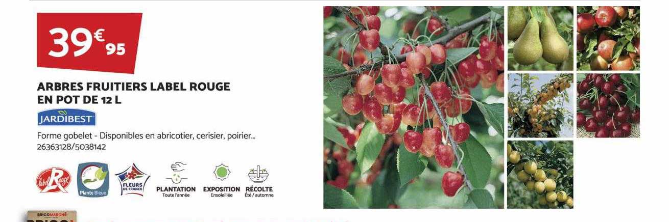 Arbres Fruitiers Label Rouge En Pot De 12l Jardibest