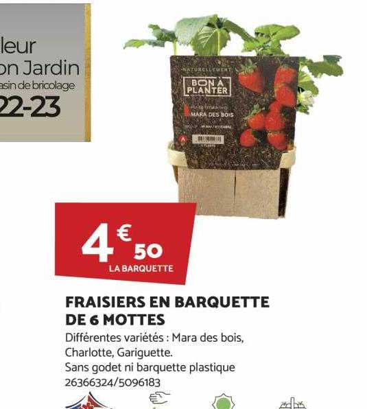 Fraisiers En Barquette De 6 Mottes