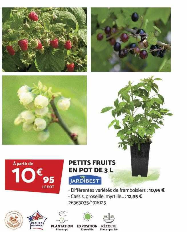 petits fruits en pot de 3l jardibest