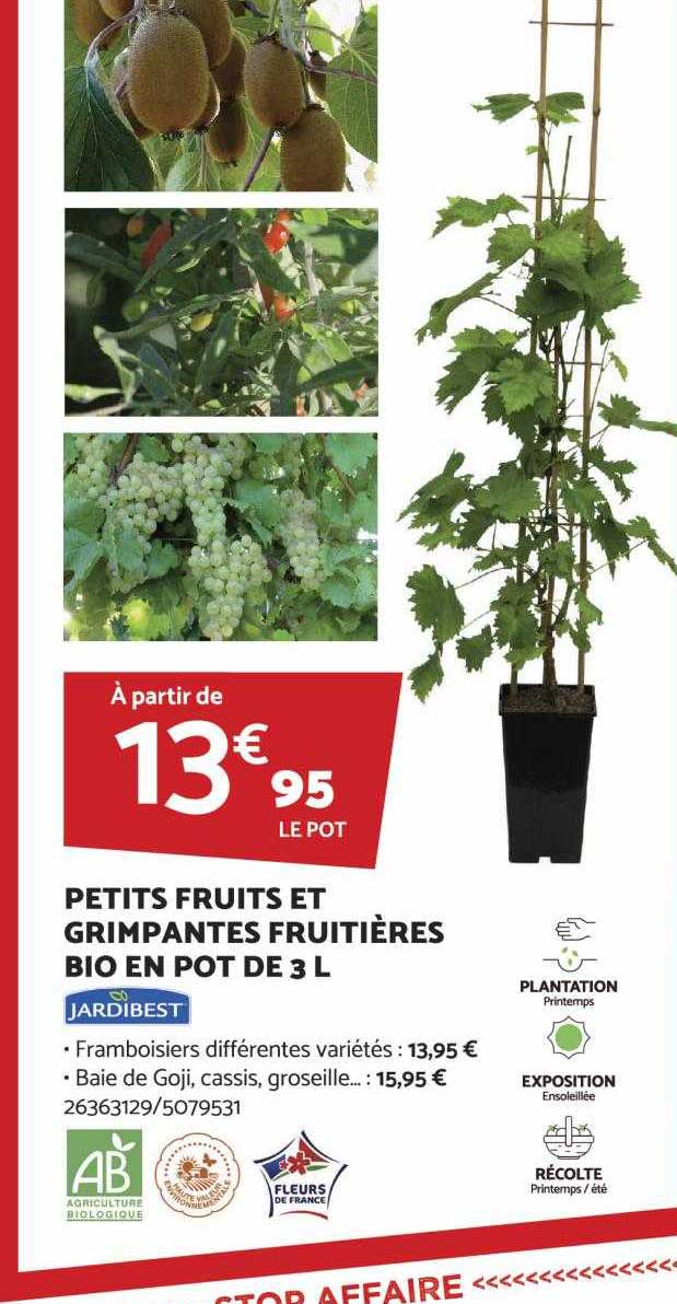 petits fruits et grimpantes fruitières bio en pot de 3l jardibest