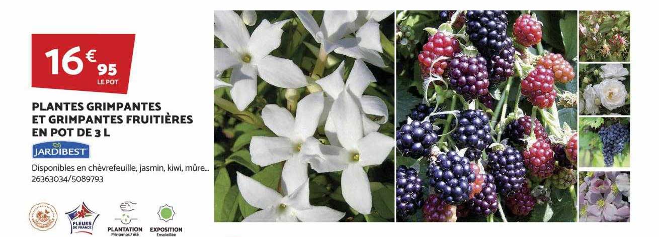 plantes grimpantes et grimpantes fruitières en pot de 3l jardibest