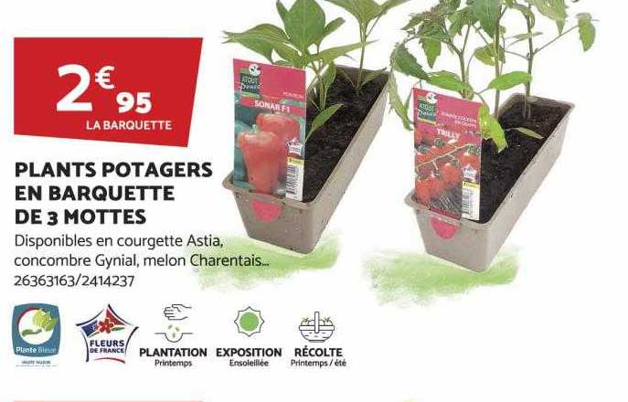 plants potagers en barquette de 3 mottes