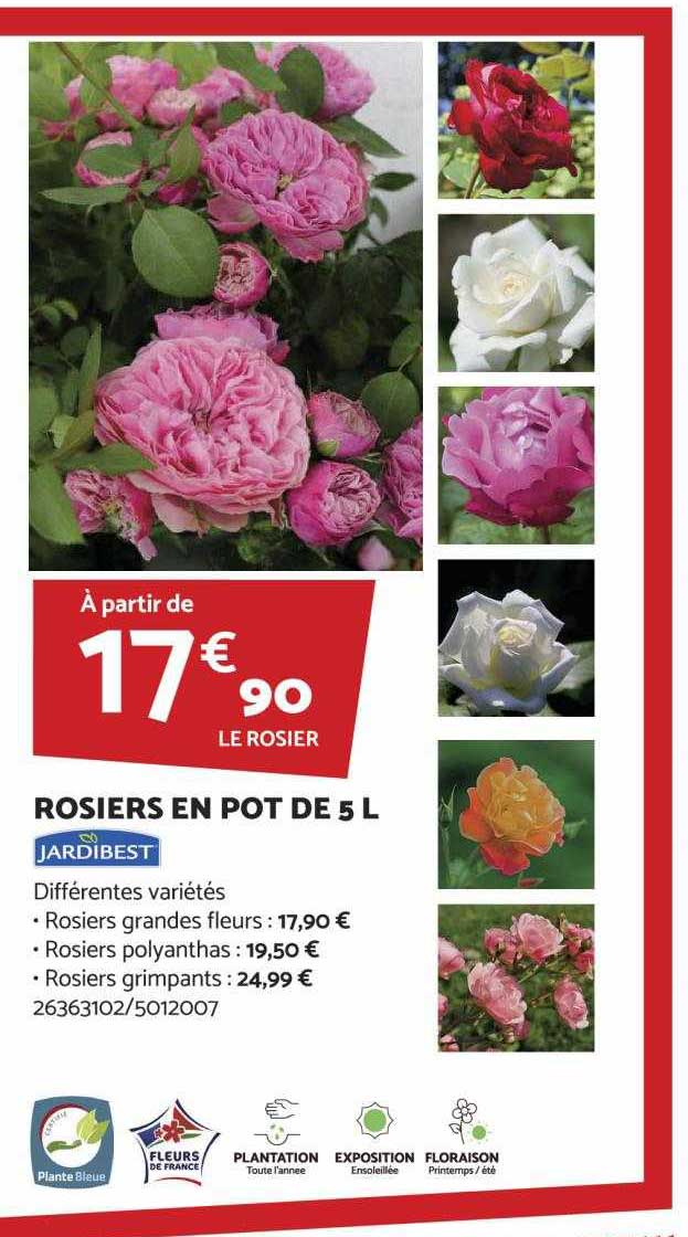 rosiers en pot de 5l jardibest