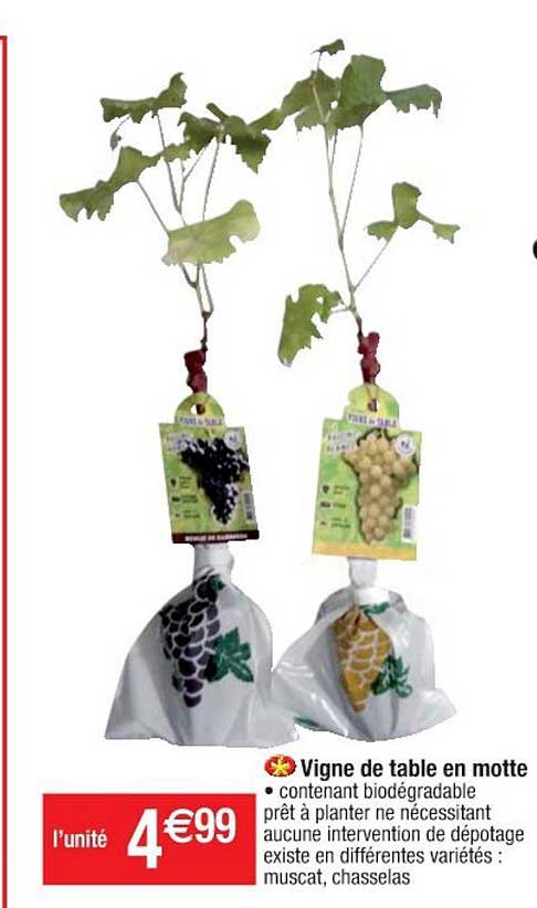 vigne de table en motte